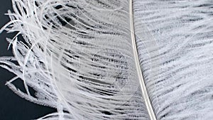 Light, delicate ostrich feather. White feather on a black