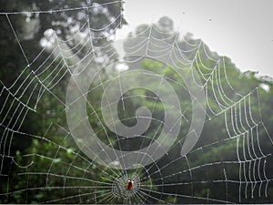 Light Dew on Spider Web