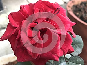 Light dull red rose