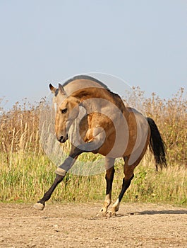 Light-dun akhalteke horse photo