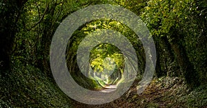 Light at the end of the tunnel. Halnaker tree tunnel in West Sussex UK with sunlight shining in through the branches.