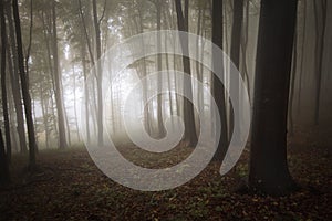 Light entering a mysterious forest with fog