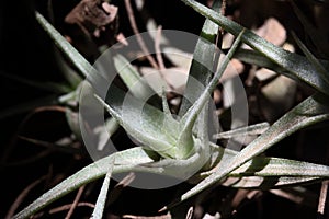 LIGHT ON AN EPIPHYTE LEAF CLUSTER IN A SHADED AREA