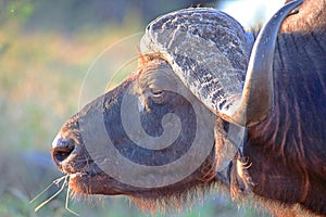 LIGHT ON FACE AND HORNS OF GRAZING BUFFALO