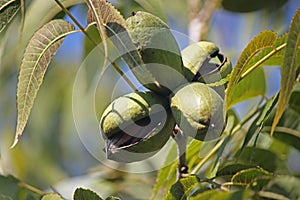 LIGHT FALLING ON A GREEN PECAN NUT HUSK CONTAINING A NUT ON THE TREE