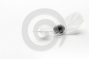 A light feather and a black stone on a light background. Space for text.