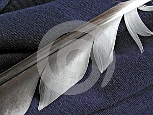 Light feather on blue