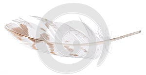 Light feather with brown spots isolated on white