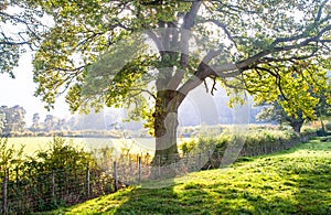 Light filters through a large oak tree in England