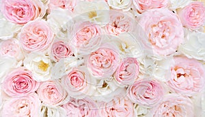 Light floral background. White and pink roses close-up top view with space for text. Wedding background of delicate roses