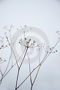 Light floral winter scene. Outdoor natural botanical background. Minimalism dried plants. Daucus carota rural area.