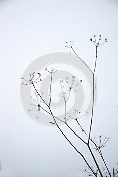 Light floral winter scene. Outdoor natural botanical background. Minimalism dried plants. Daucus carota rural area.