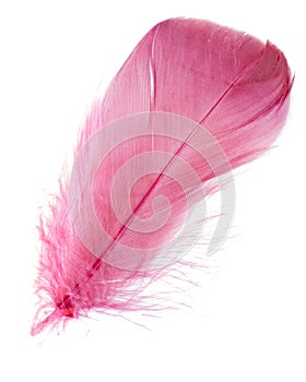 Light fluffy coral feather isolated on white background