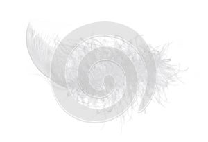 Light fluffy feather isolated on white background.