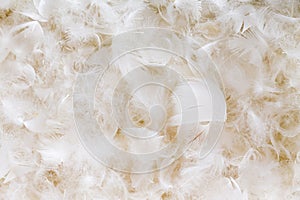 Light fluffy white feather background texture