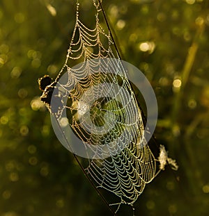 The drops of morning dew glisten on the web