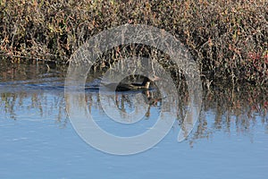 Light-footed clapper rail (Rallus longirostris levipes)