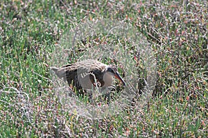 Light-footed clapper rail (Rallus longirostris levipes)