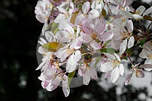 Light on the Foreground Apple Blossoms