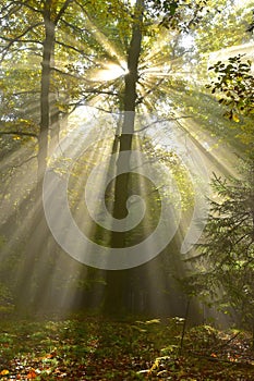 Light in forest tree