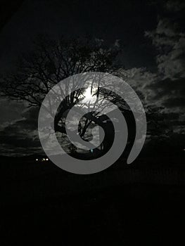 Light of the full moon peeks through barem leafless tree in autumn creating a spooky scence