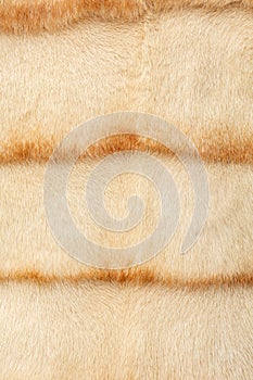 Light fur on a fur coat with a shallow depth of field and blur. Shiny, expensive pattern with textured hairs