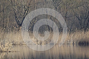 Light gentle play mirror game