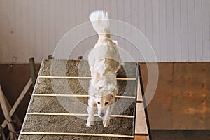 Light golden retriever with long fluffy tail goes down training equipment slide. Agility competitions, sports competitions with