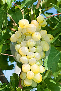 Light grapes on grapevine in a vineyard