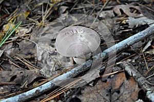 Light gray/brown Pallid Bolete Mushroom