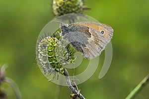 Light gray butterfly