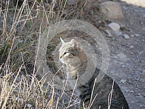 A light gray cat with a black stripe and green eyes sits on a path in the mountains among tall dry grass on a Sunny, warm autumn.