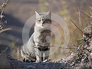 A light gray cat with a black stripe and green eyes sits on a path in the mountains among tall dry grass on a Sunny, warm autumn.