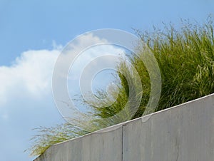 Concrete retaining wall detail with tall fresh green grass