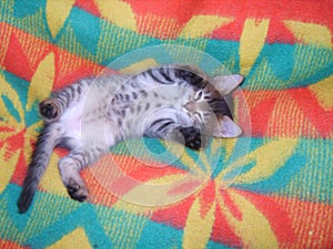 Light gray kitten tummy lying on her back lifting legs on the colored rug and plays