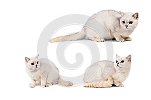 Light gray short-haired cat thoroughbred burmilla isolate on white background with place for text