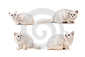 Light gray short-haired cat thoroughbred burmilla isolate on white background with place for text