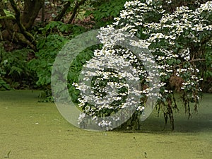 Light green alge covering the surface of a pond