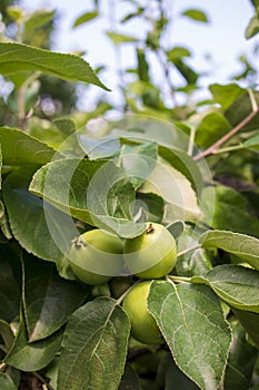 Light green apples in fruit garden in Europe