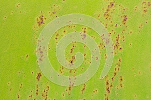 Light green background with with spots of rust. Texture of green paint with rust spots. Peeling paint and stains are