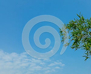 Light green bamboo tree.