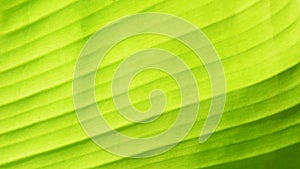 Light green banana leaf frame