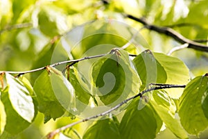 Light green beech leafs close-up