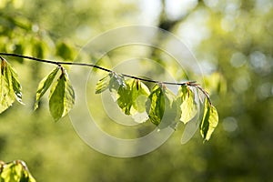 Light green beech leafs close-up