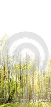 Light green birches in spring and pale sky