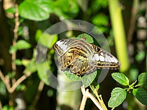 Light green brown swallowtail butterfly in green garden