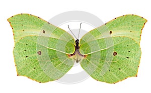 Light green butterfly isolated on white