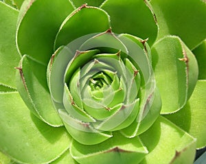 Light Green Cactus