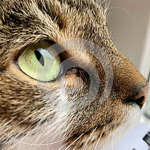 Light green cat eye, brown and white cat, fur animals, cat eye close up photo