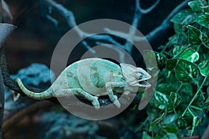 A light green chameleon sits on a dry branch. Keeping reptile pets in terrariums. The photo